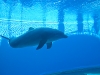 Acquario di Genova