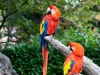 parco Cornelle