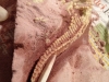 archeologi3