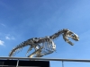 160706-08-parigi-t-rex