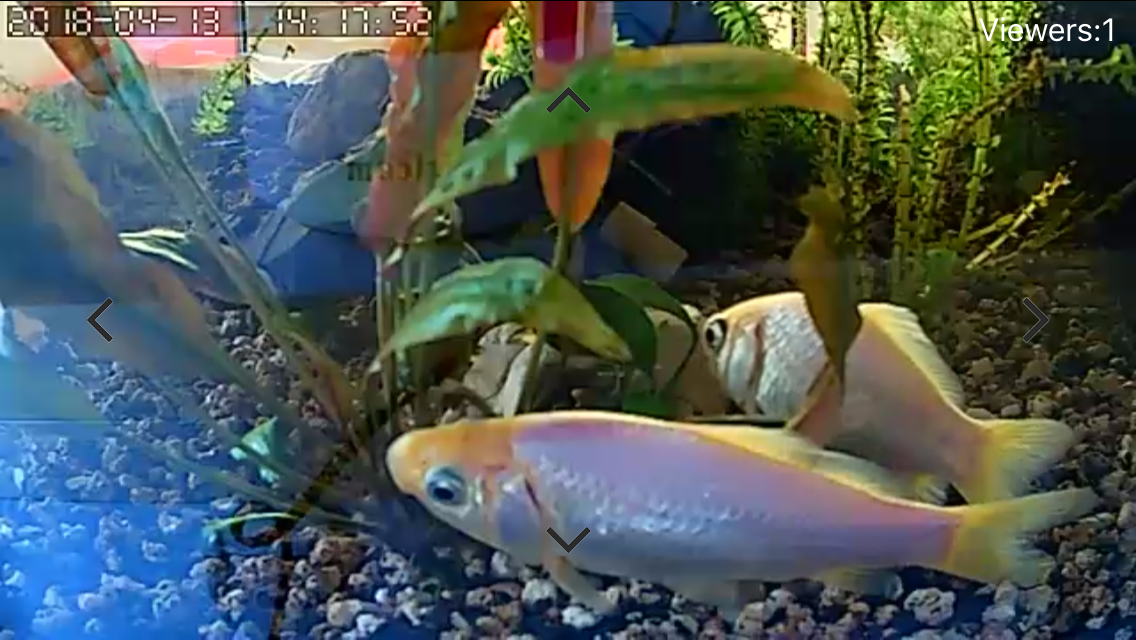 20180413-webcam-acquario