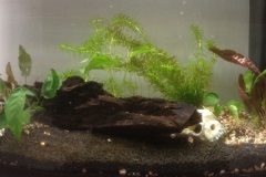 Acquario