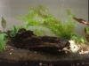 20180311-acquario-allestimento