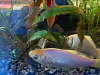 20180413-webcam-acquario