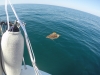DCIM100GOPROGOPR6784.