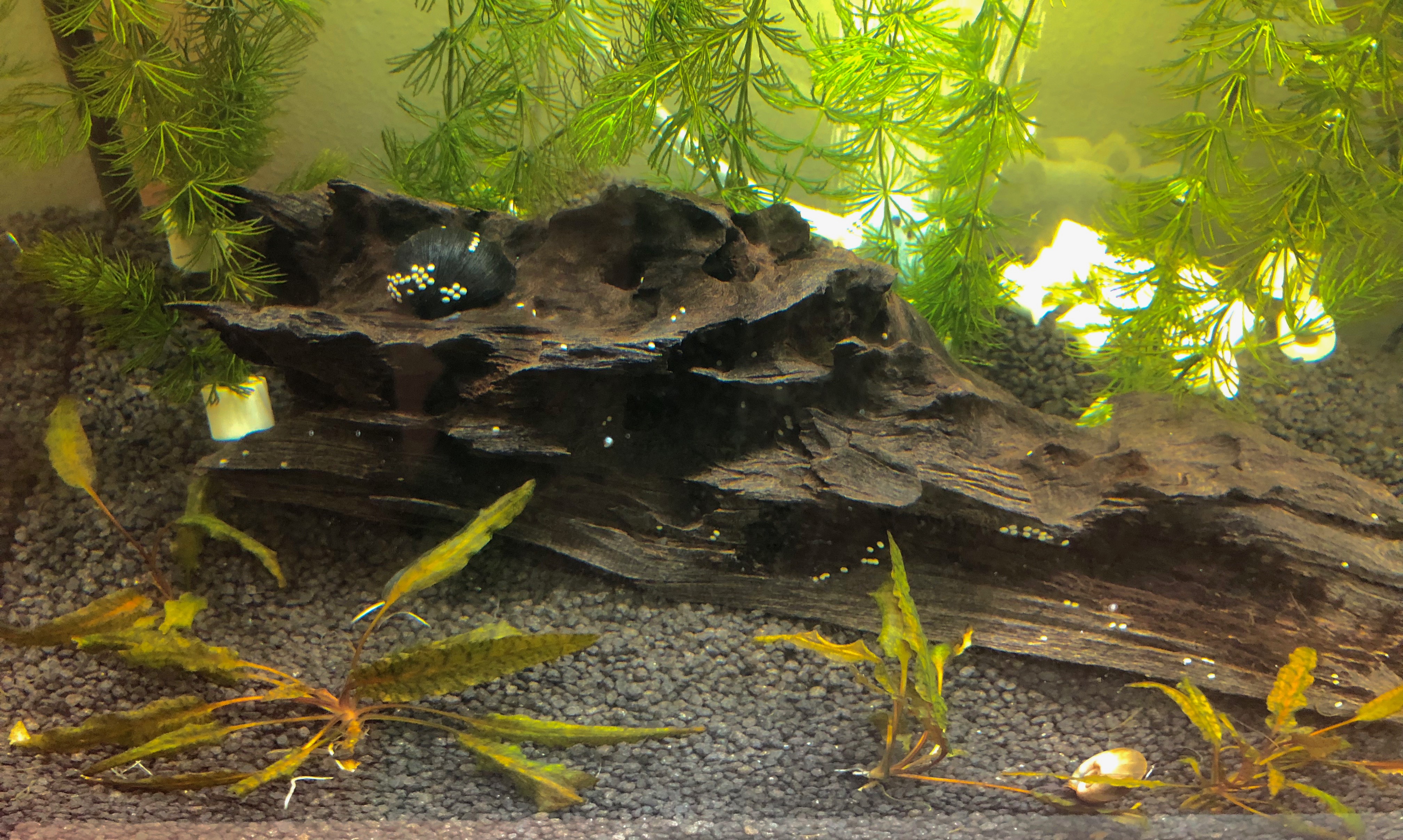 20181007-criptocoryne-divisa