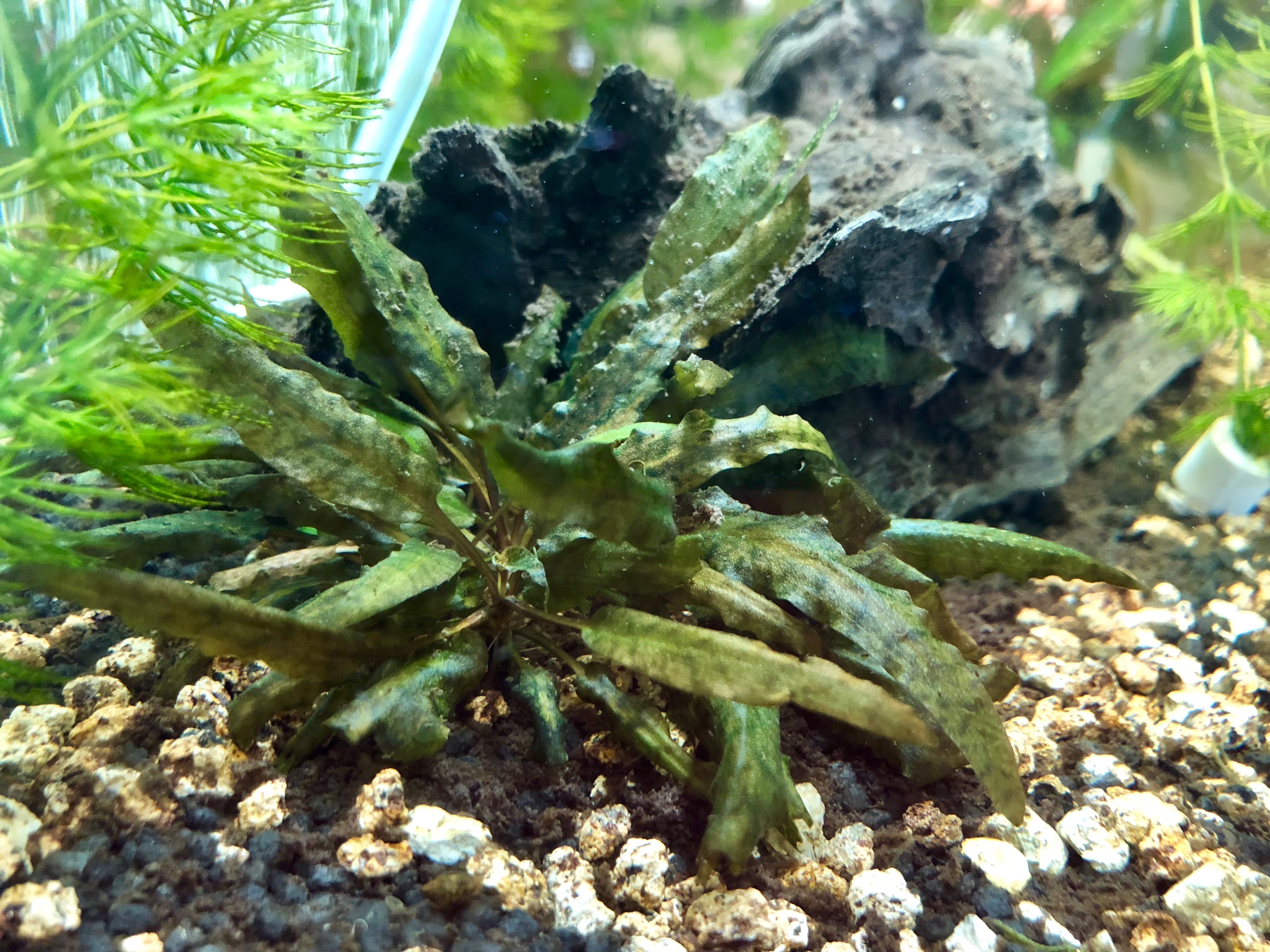 20181007-criptocoryne-prima