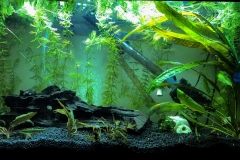 Acquario 07 ottobre 2018