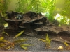 20181007-criptocoryne-divisa