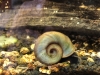 20181007-planorbarius