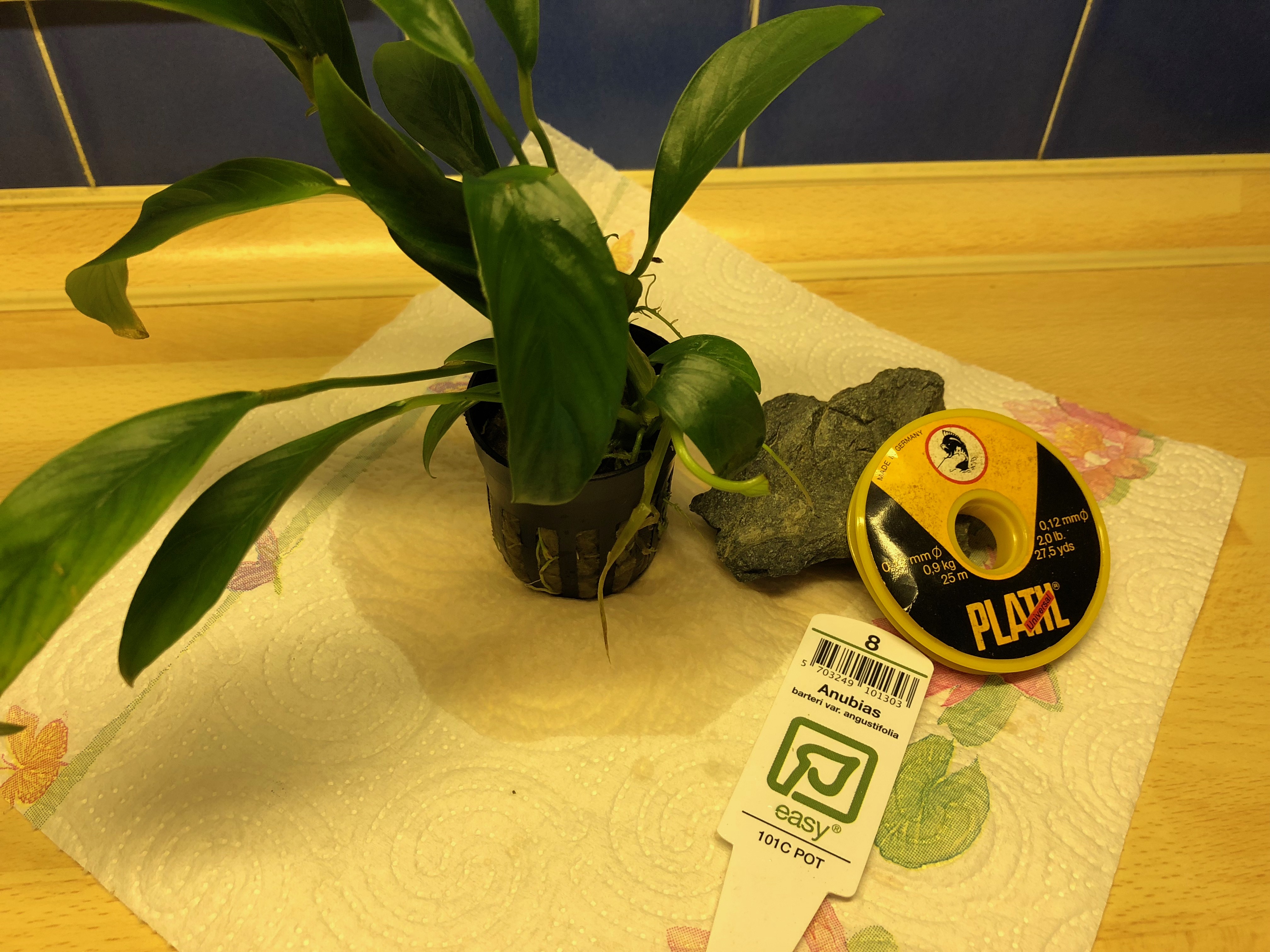 20181020-acq-anubias-1