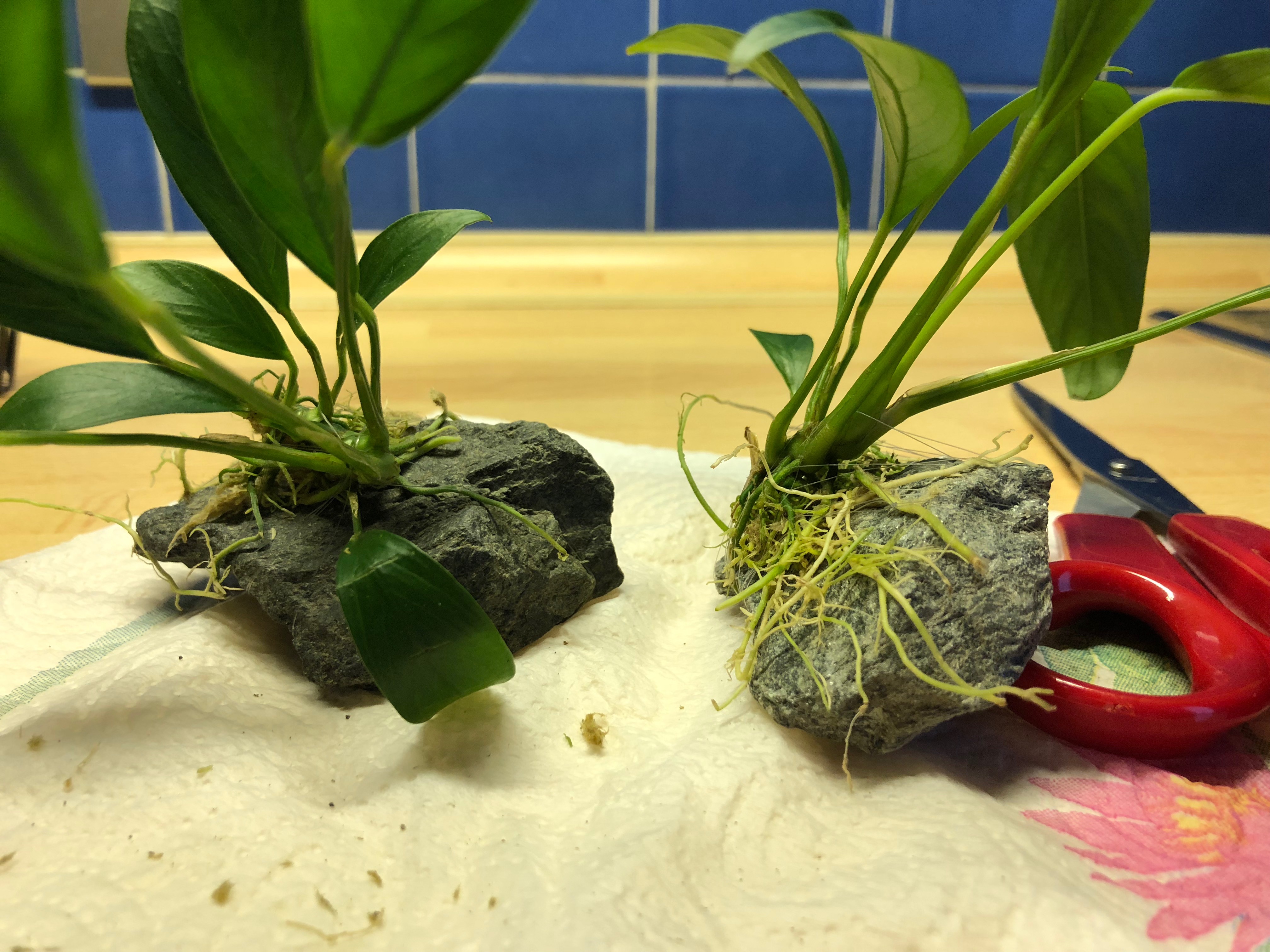 20181020-acq-anubias-2