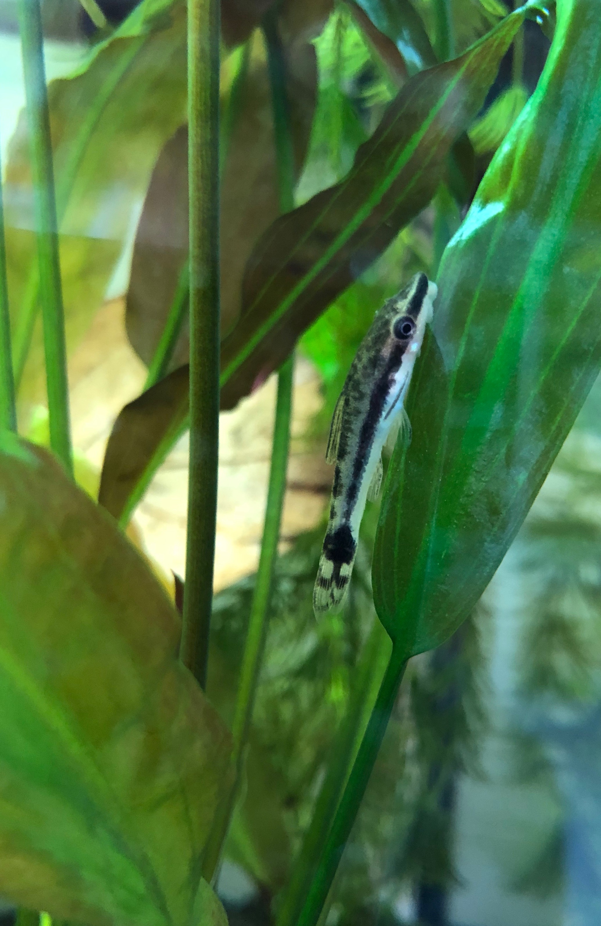 20181020-acq-otocinclus-1