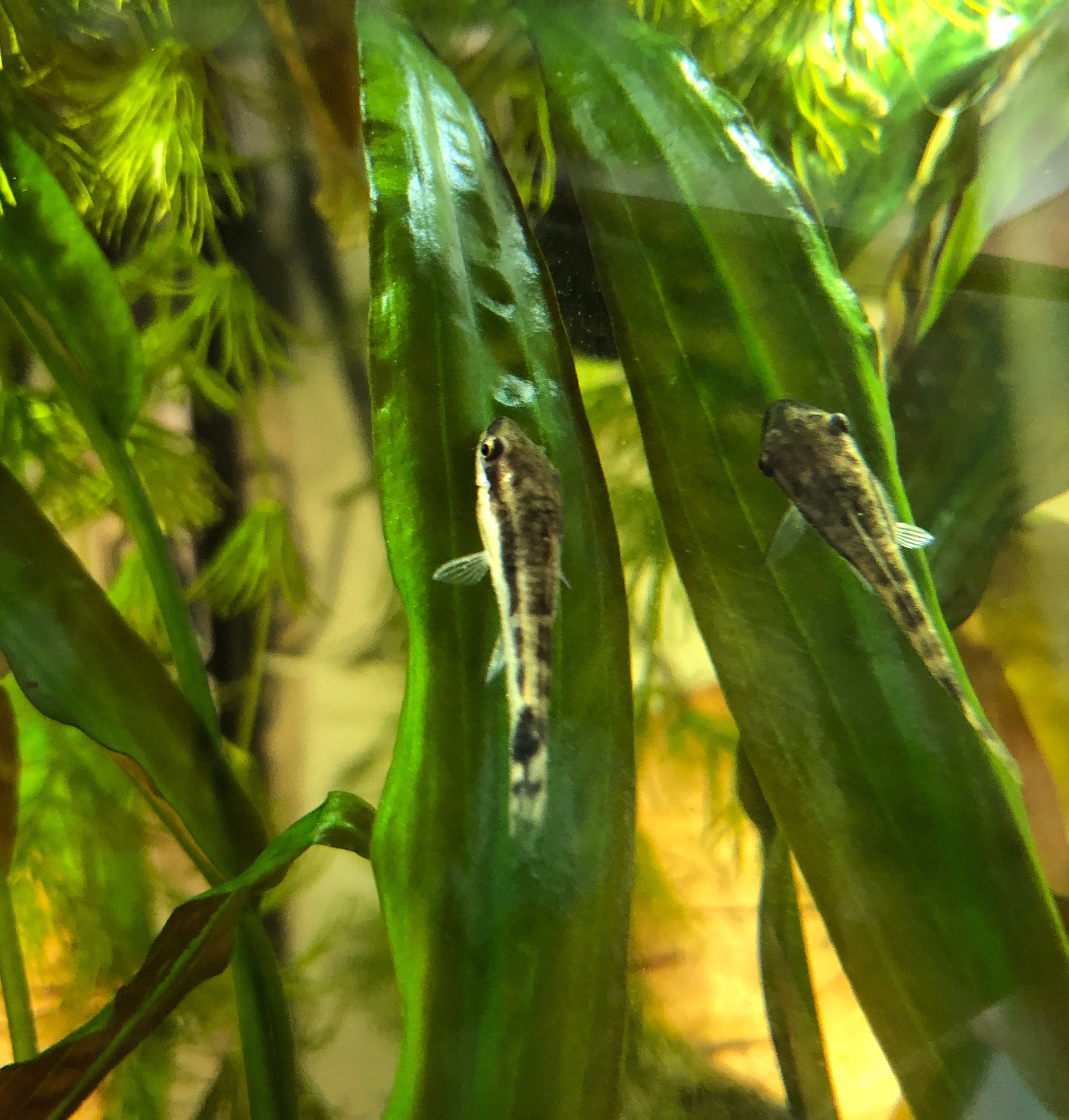 20181020-acq-otocinclus-2
