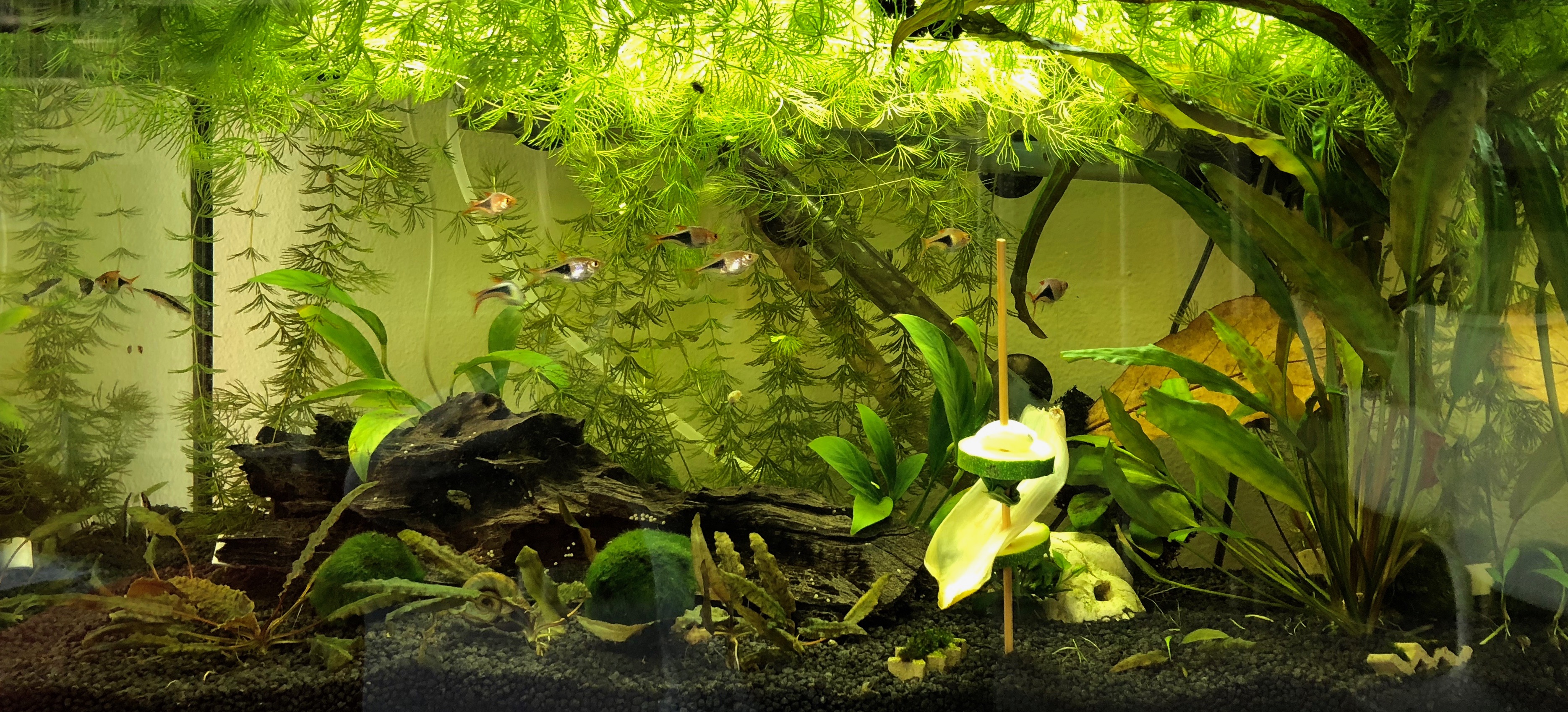 20181020-acquario