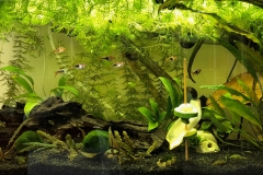 Acquario con pesci 20 ottobre 2018