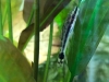 20181020-acq-otocinclus-1