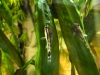 20181020-acq-otocinclus-2