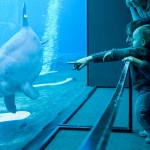 acquario genova delfini