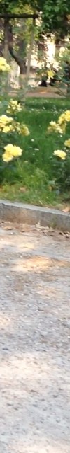 prendi il piccione