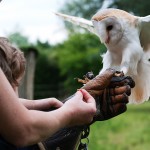 Falconeria