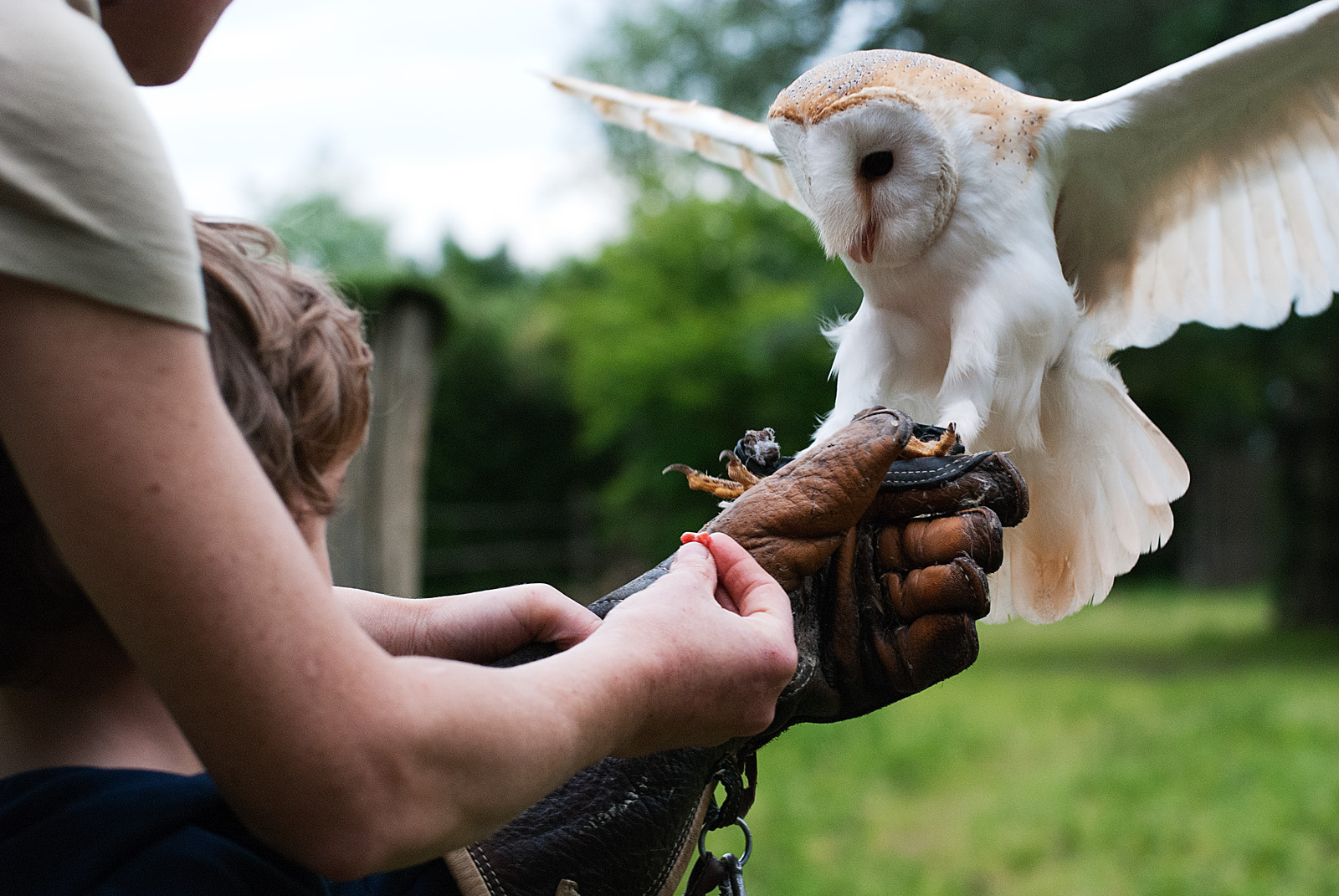 Falconeria