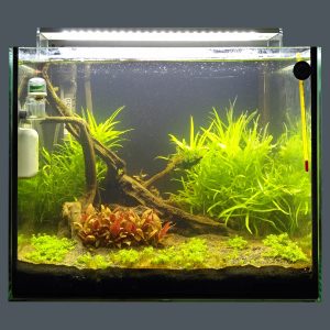 acquario 30 lt