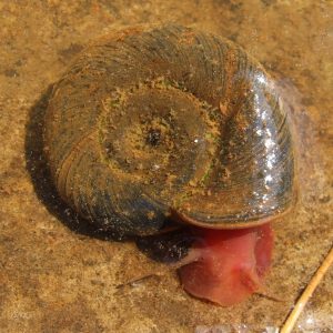planorbarius corneus