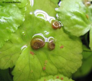 planorbis planorbis