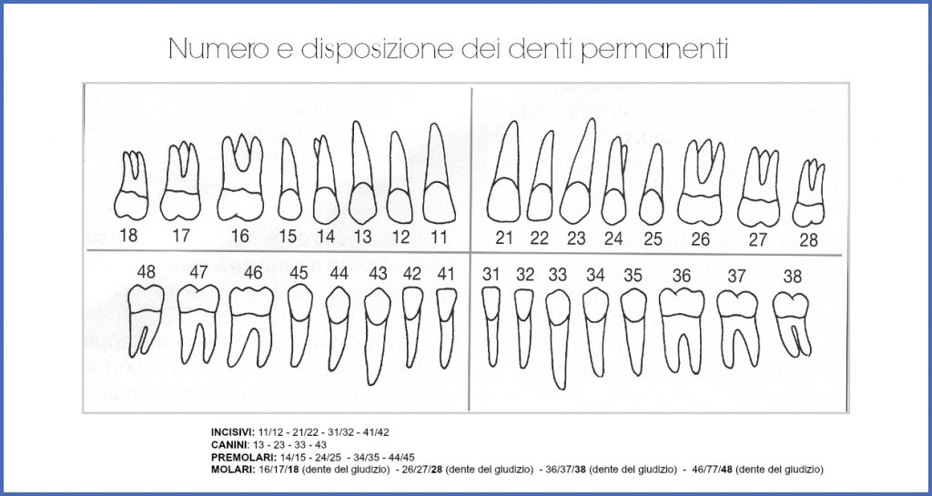denti permanenti